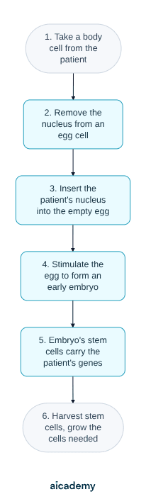 Steps of therapeutic cloning: a nucleus taken from the patient's body cell is put into an emptied egg cell, which is stimulated to form an early embryo whose stem cells carry the patient's genes and are harvested to grow the cells needed.