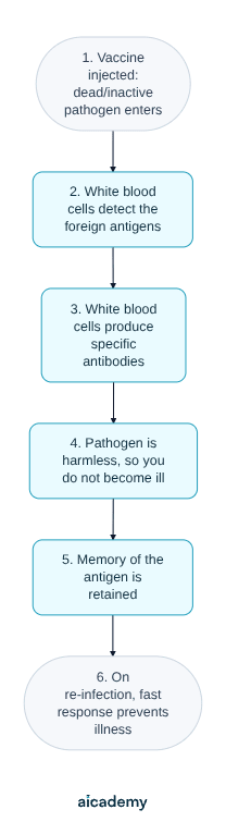 Steps of vaccination: a dead or inactive pathogen is injected, white blood cells detect its foreign antigens and produce specific antibodies without you becoming ill, memory of the antigen is retained, and re-infection meets a fast response.
