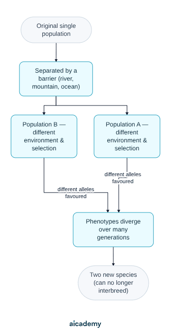 Speciation as a branching flowchart: one population is split by a barrier such as a river or mountain, each half faces different selection, phenotypes diverge over many generations, and two species that can no longer interbreed result.