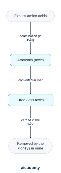 Excess amino acids are deaminated in the liver to make toxic ammonia, which the liver converts into less toxic urea, and the urea is then carried in the blood to the kidneys and removed in the urine.