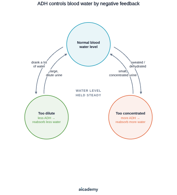 From a normal blood water level, sweating makes the blood too concentrated so more ADH is released and more water reabsorbed, giving small concentrated urine, while drinking a lot makes it too dilute so less ADH gives large dilute urine.