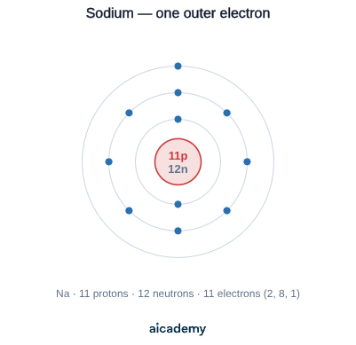 Sodium atom with 11 protons and 12 neutrons in the nucleus and electrons arranged 2, 8 and 1, showing the single outer electron a Group 1 metal loses to form a 1+ ion.
