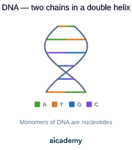 Two polymer chains of nucleotides wound around each other in a double helix, with the bases A, T, G, C, G, T paired across the rungs between the two strands.