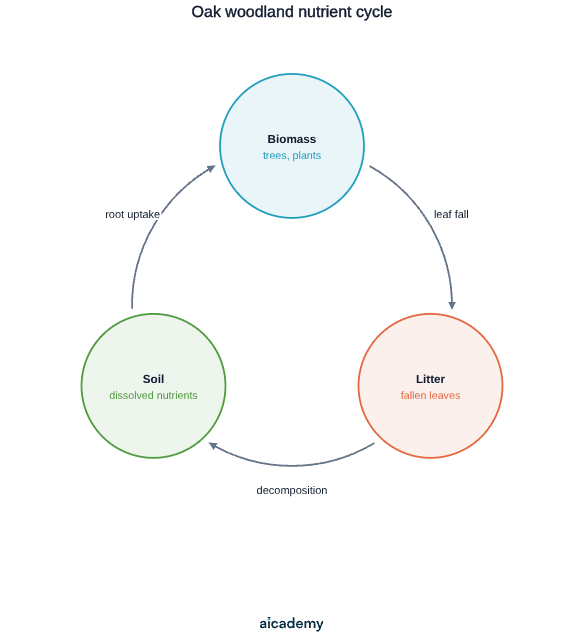 Three-store nutrient cycle in an oak woodland: nutrients pass from biomass in trees and plants to litter by leaf fall, from litter to soil by decomposition, and back into biomass by root uptake.