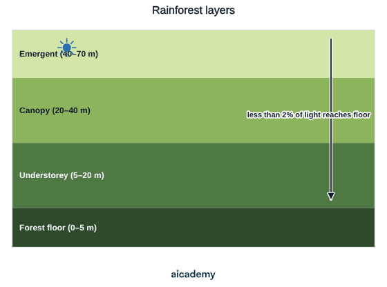 Cross-section of the four vertical layers of a tropical rainforest, from the sunlit emergents at 40 to 70 metres, down through the dense canopy at 20 to 40 metres and the shaded understorey at 5 to 20 metres, to the dark forest floor that receives less than 2% of the light.