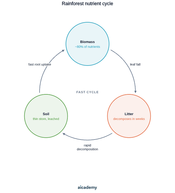 Three-stage loop showing nutrients moving from biomass, which holds about 80% of the total, to litter through leaf fall, from litter to the thin leached soil store through rapid decomposition, and straight back to biomass through fast root uptake.
