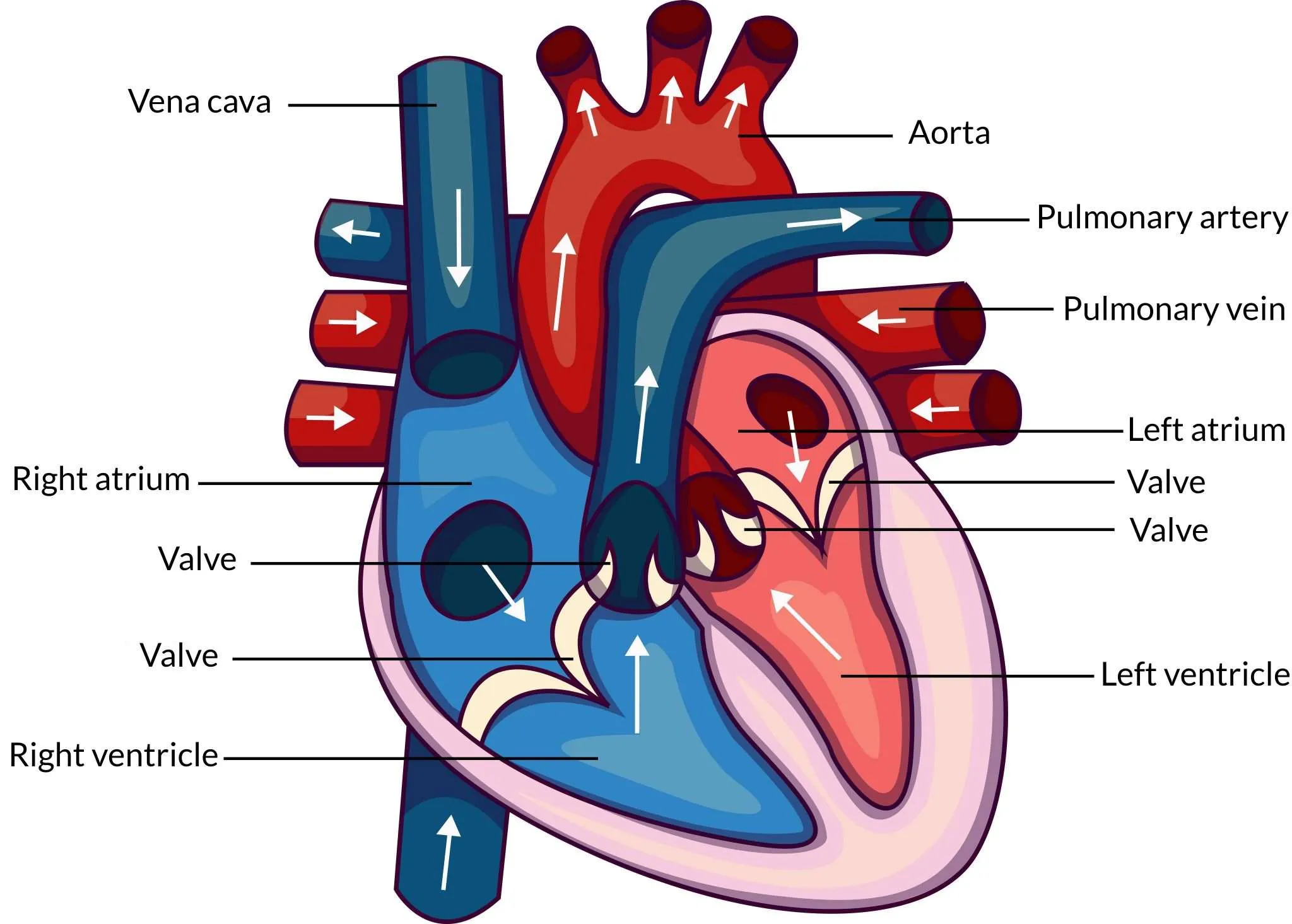 Cross-section of the human heart with the four chambers, valves and major blood vessels labelled