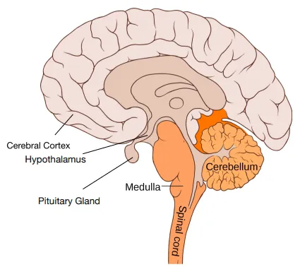 Side view of the human brain showing the cerebral cortex, cerebellum and medulla labelled