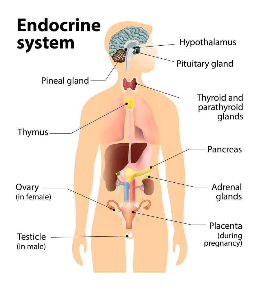 Human body outline showing the positions of the pituitary, thyroid, adrenal glands, pancreas, ovaries and testes
