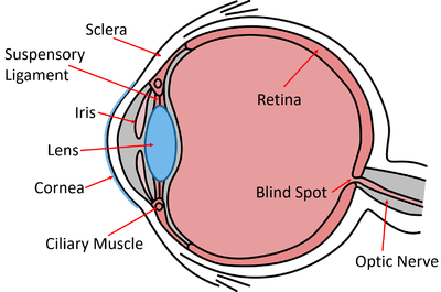 Cross-section of the human eye with the cornea, pupil, iris, lens, ciliary muscle, sclera, retina and optic nerve labelled