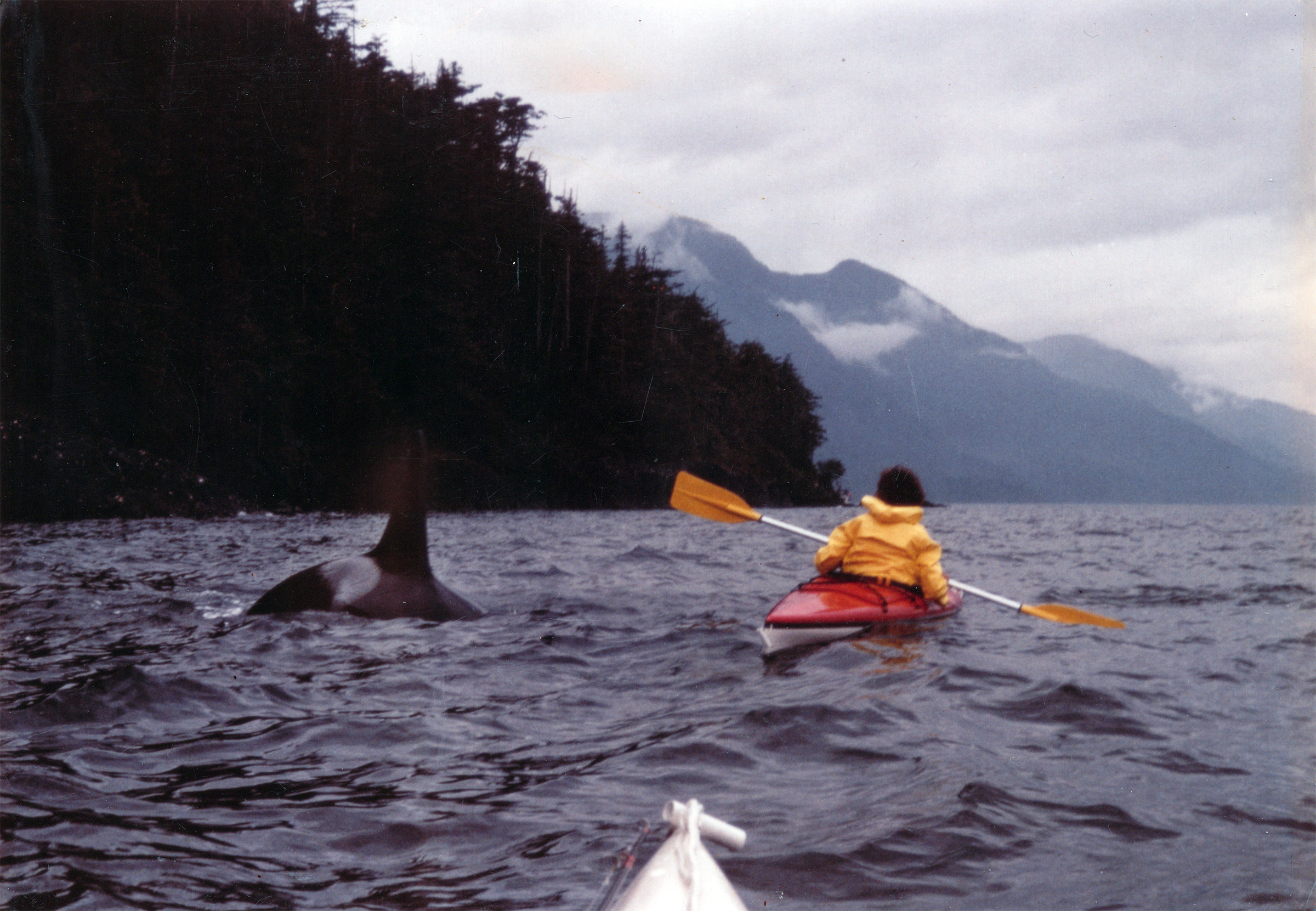 Orca Kayak Interaction