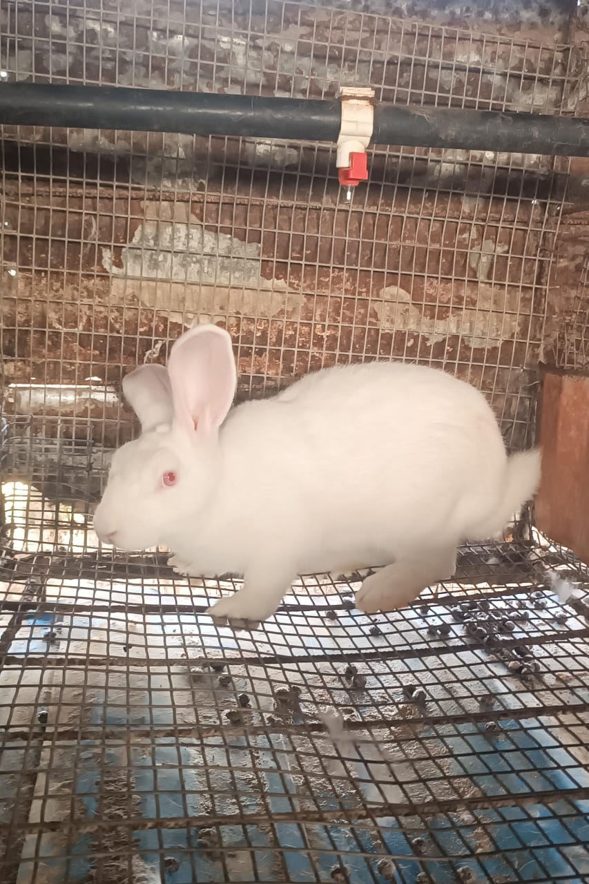 Lapin  vivant