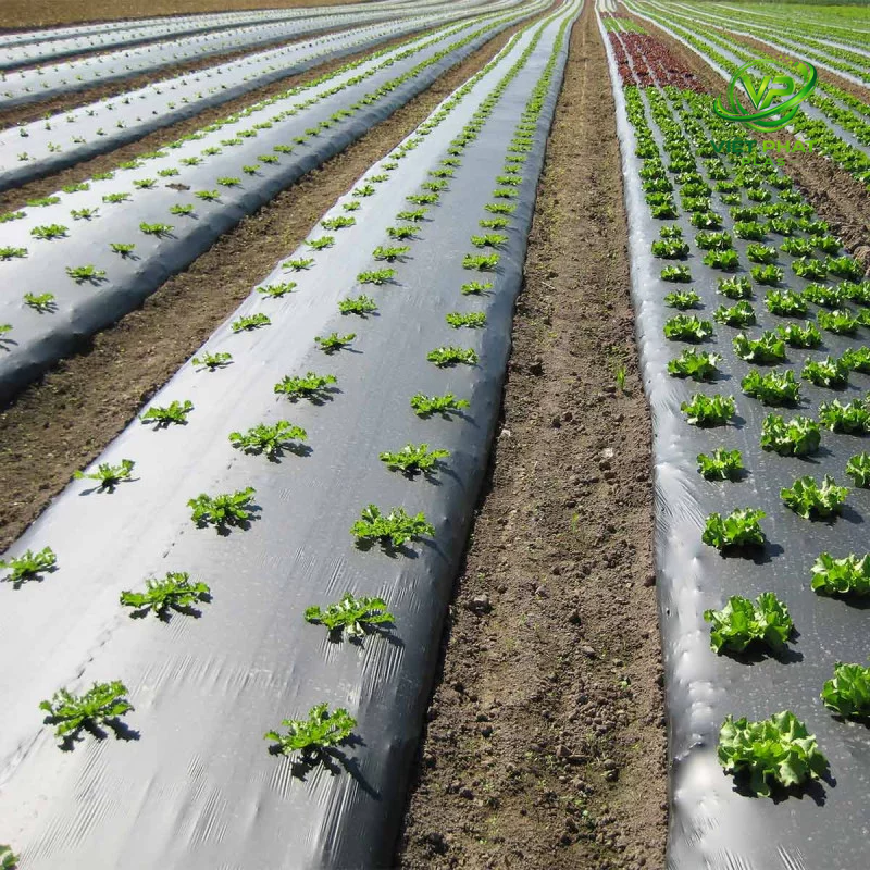 Mulch film helps improve soil conditions, creating an ideal environment for stable and sustainable crop growth.