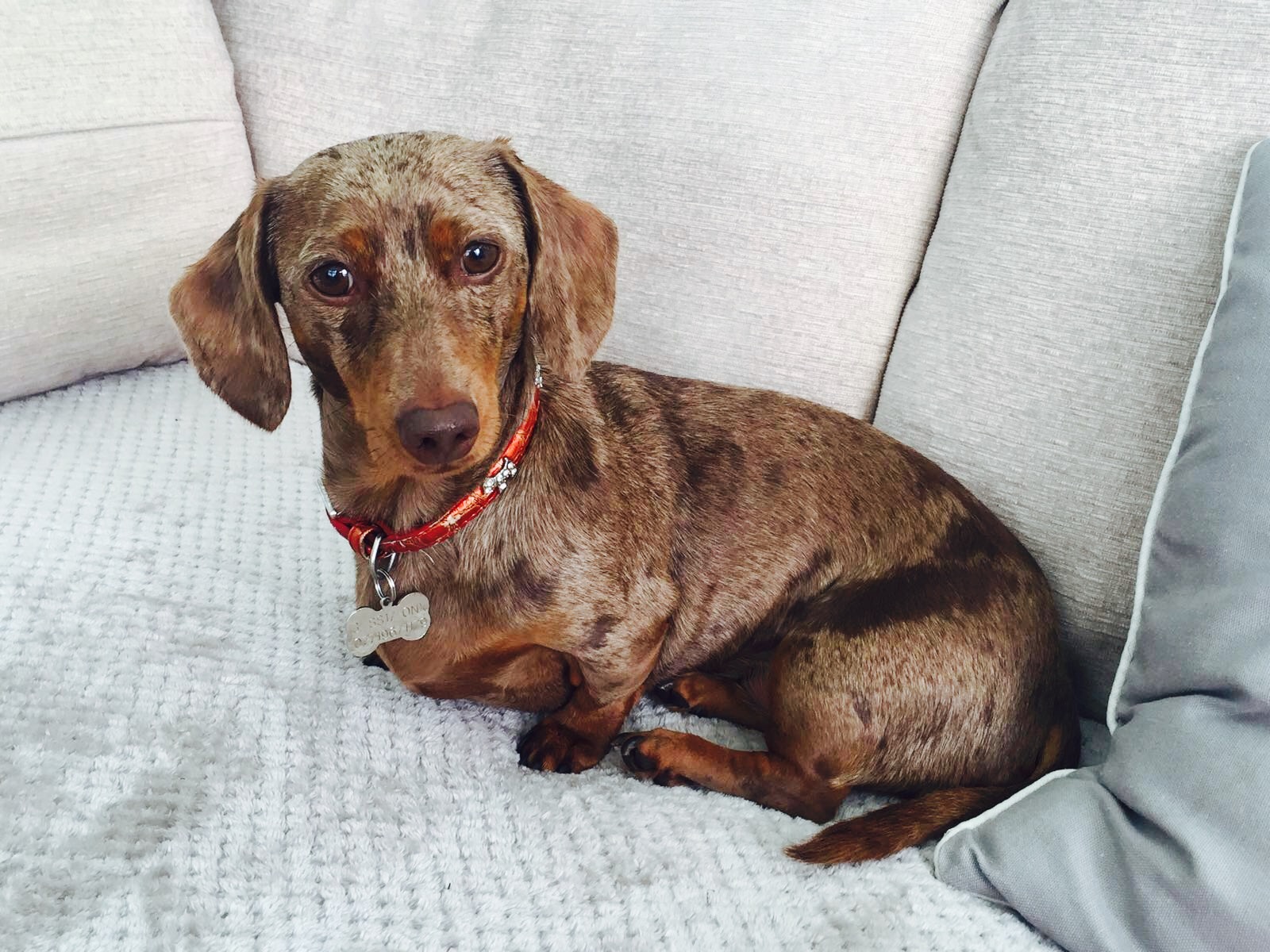 Q942cbmir1ztxdramsuz