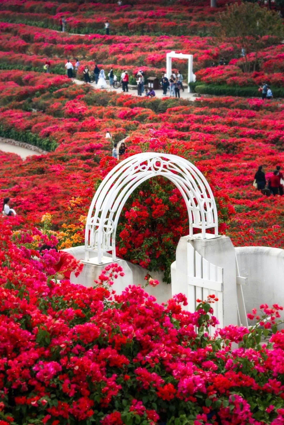 Hoa giấy Thanh Tú Sơn vào mùa đẹp nhất: cập nhật lịch Đông Hưng - Nam Ninh - Thái Bình Cổ Trấn 3N2Đ dịp 24-25/4 và 30/4 - thumbnail 2