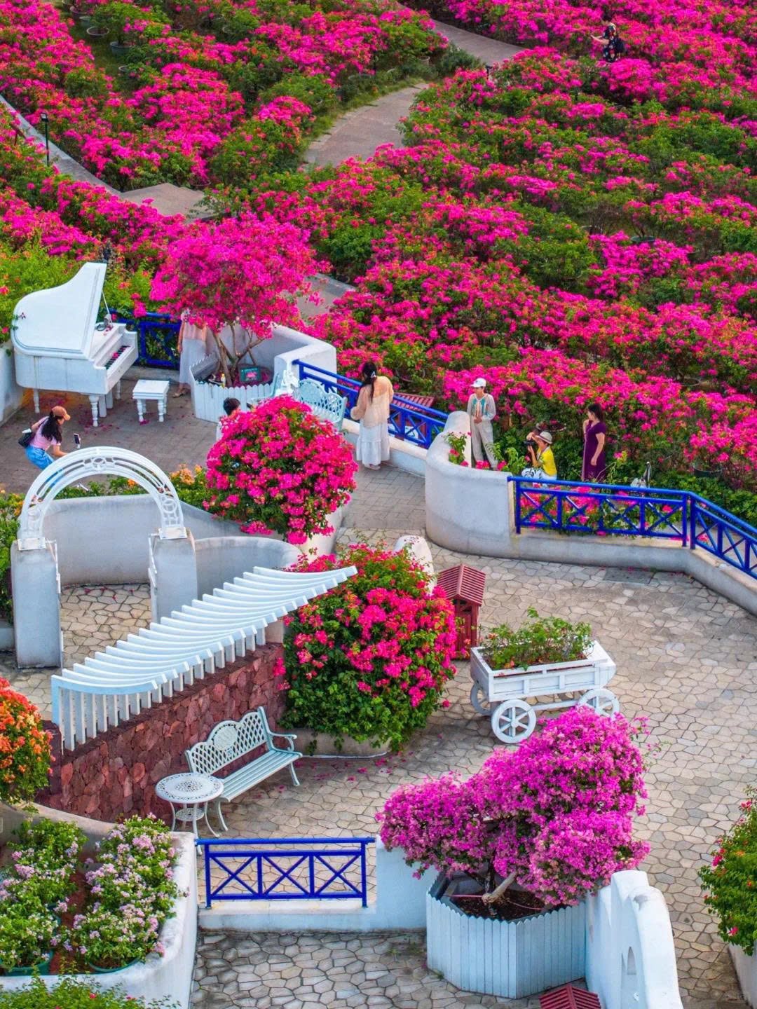 Hoa giấy Thanh Tú Sơn vào mùa đẹp nhất: cập nhật lịch Đông Hưng - Nam Ninh - Thái Bình Cổ Trấn 3N2Đ dịp 24-25/4 và 30/4 - thumbnail 5