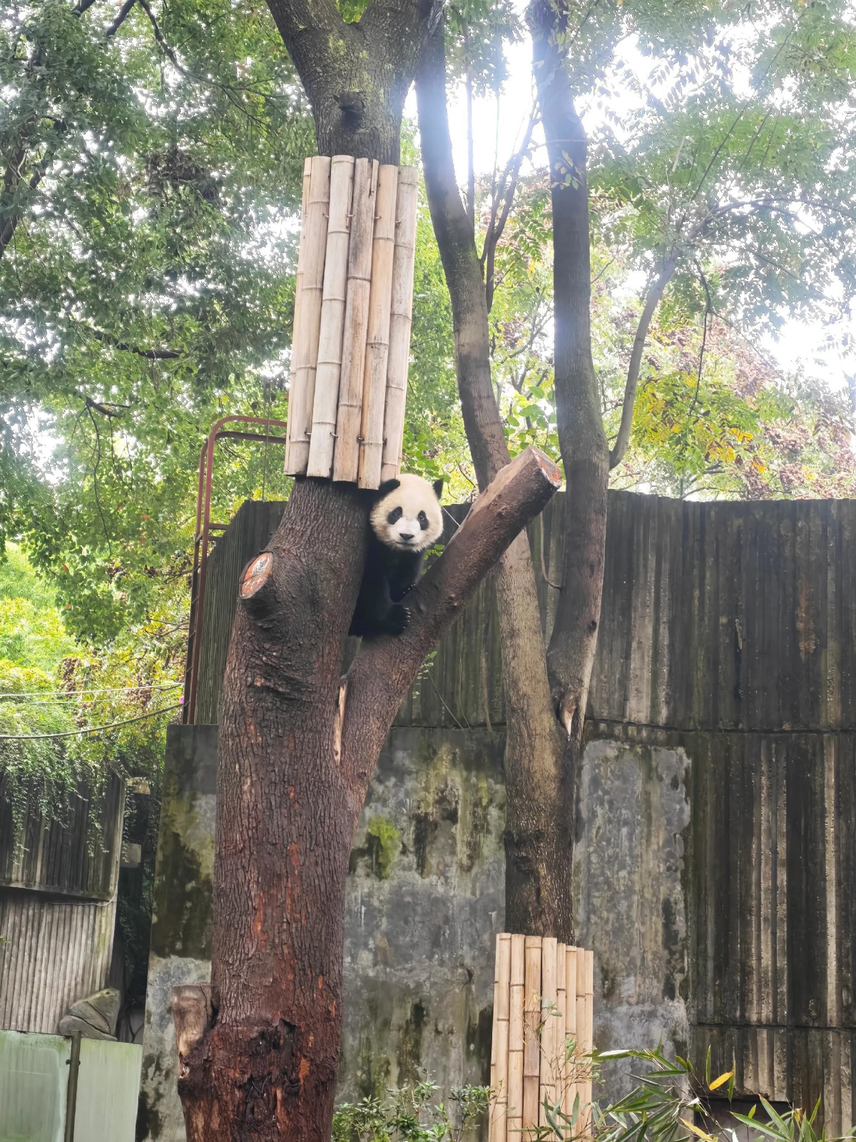 Gấu trúc tại Công viên Gấu Trúc Thành Đô – góc 3