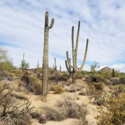 cactus in the desert