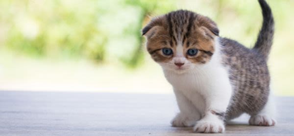 Wuqokiklsebd1xzk48bs