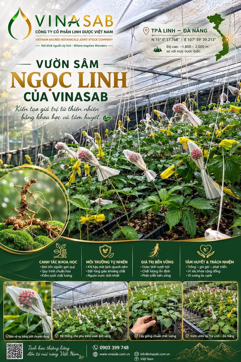 Vườn Sâm Ngọc Linh của VinaSAB tại Trà Linh, Đà Nẵng