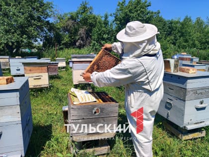 Тульский пчеловод рассказал, как жара влияет на пчел и качество меда