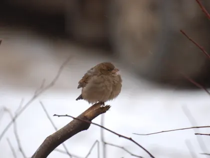 Небольшой снег и понижение температуры в Туле