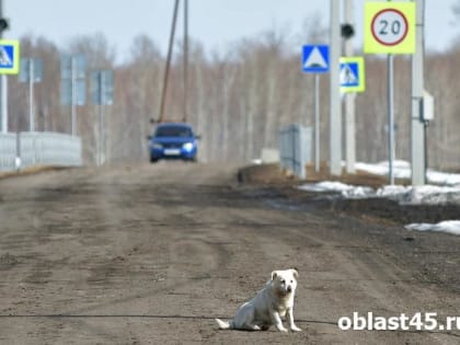 В Зауралье родители девочки, которую покусала собака, добились компенсации