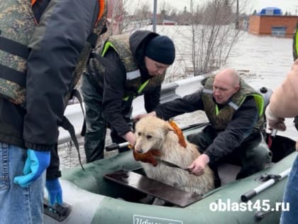 В Кургане волонтёры спасают животных, брошенных хозяевами в затопленных домах