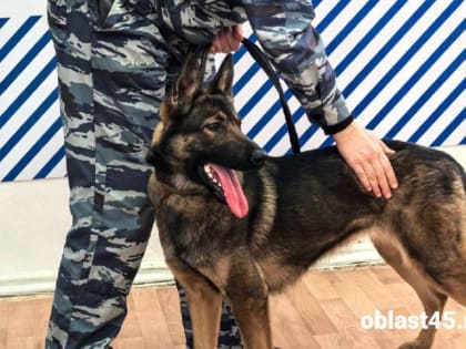 Школьники Кургана знакомятся с новым оперативником
