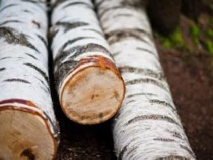 За незаконную рубку деревьев зауральца оштрафовали на миллион рублей