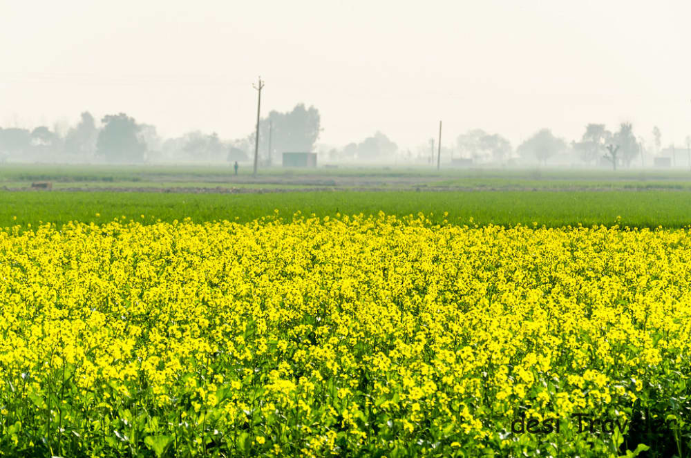Mustard Fields Punjab filming location in Punjab
