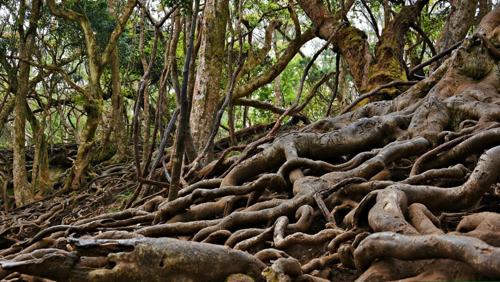 Guna Caves (Devil's Kitchen)` filming location in Tamil Nadu