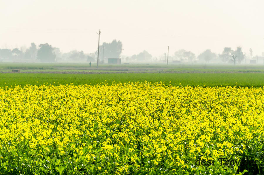 Mustard Fields Punjab   filming location in Punjab