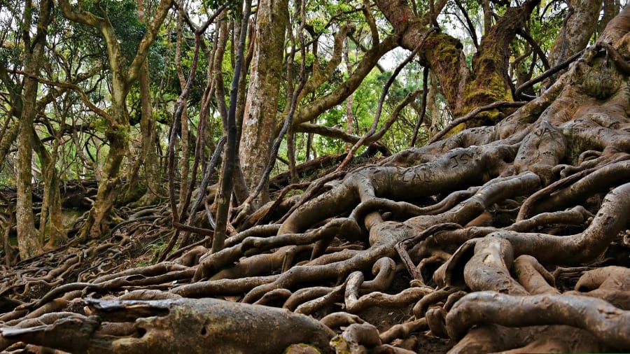 Guna Caves (Devil's Kitchen)` filming location in Tamil Nadu