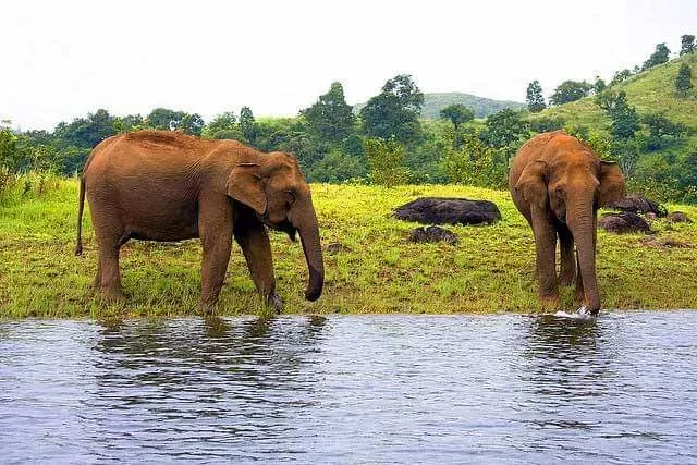 Thekkady (Periyar National Park) 2