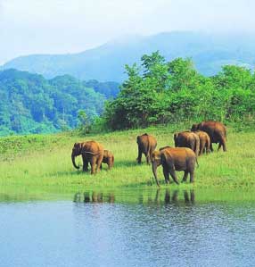 Thekkady (Periyar National Park) 4