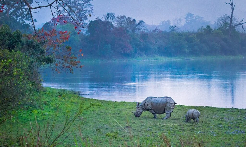 Kaziranga National Park 3