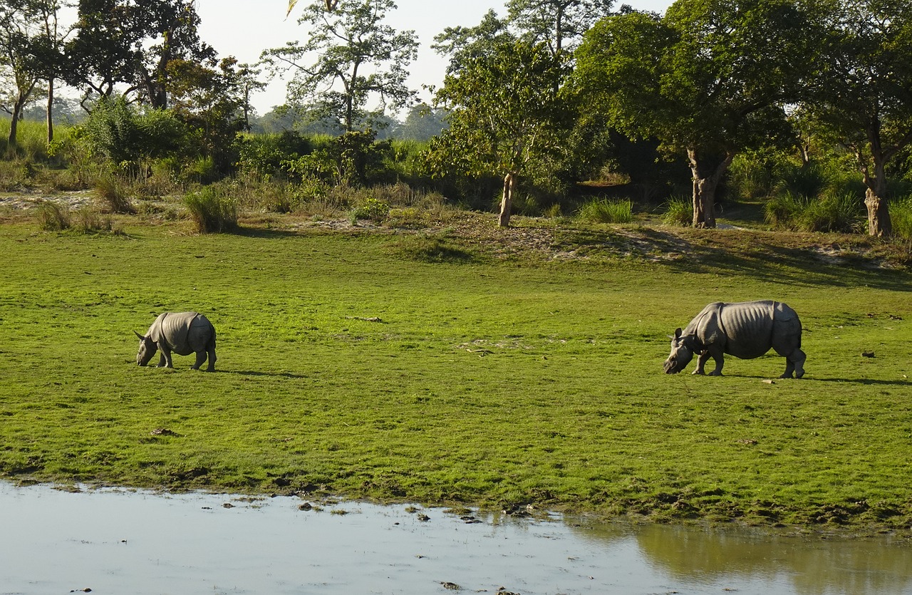 Kaziranga National Park 4