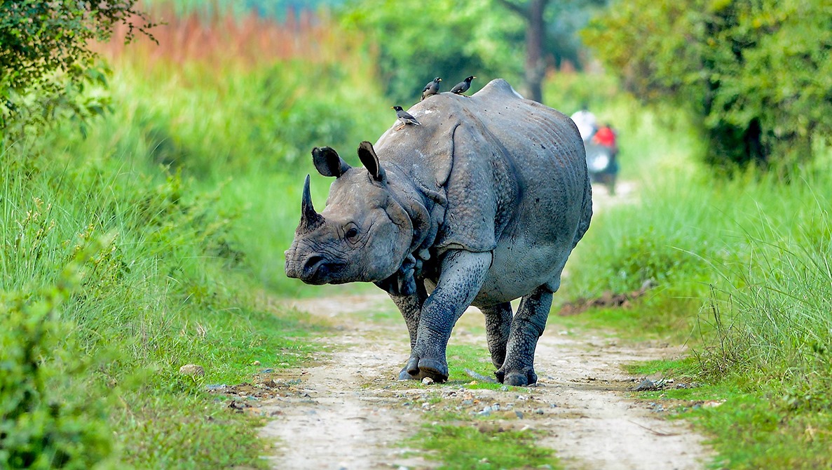 Kaziranga National Park 5