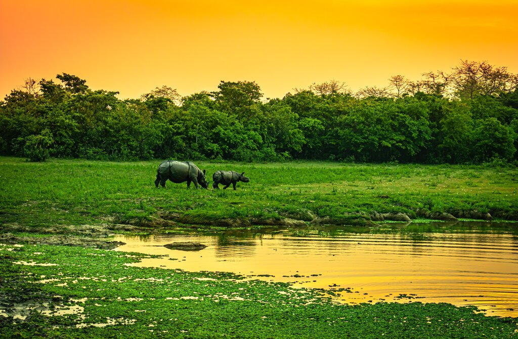 Kaziranga National Park 7