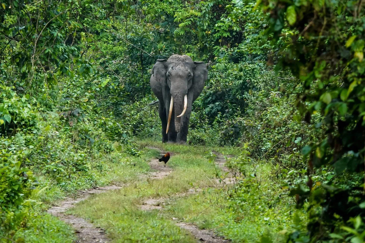 Manas National Park 2
