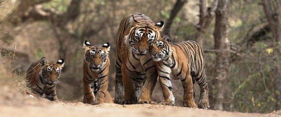 Manas National Park 4