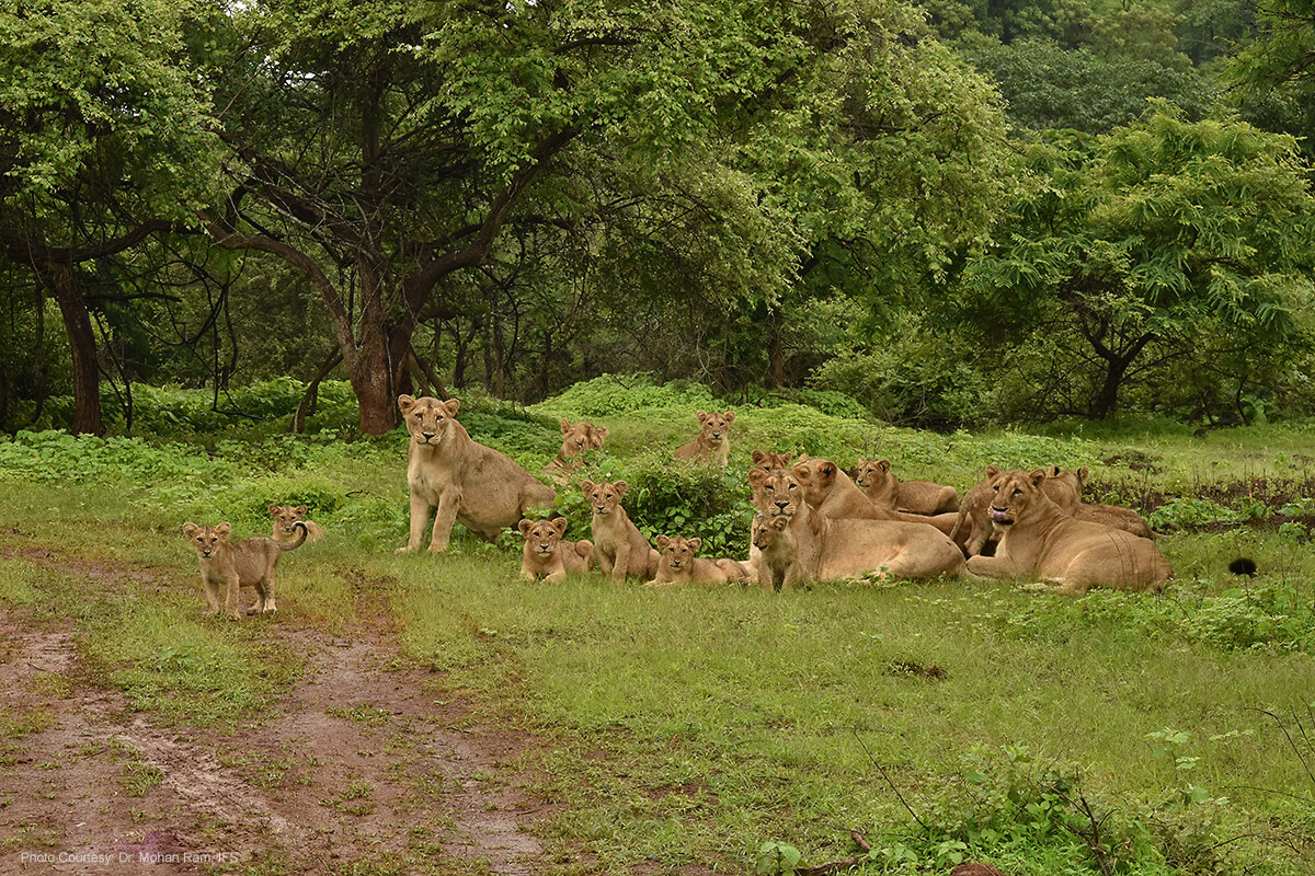 Gir National Park 4