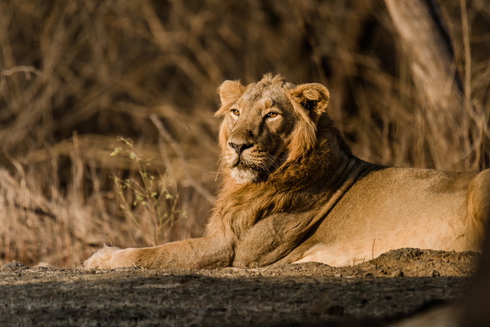 Gir National Park 5