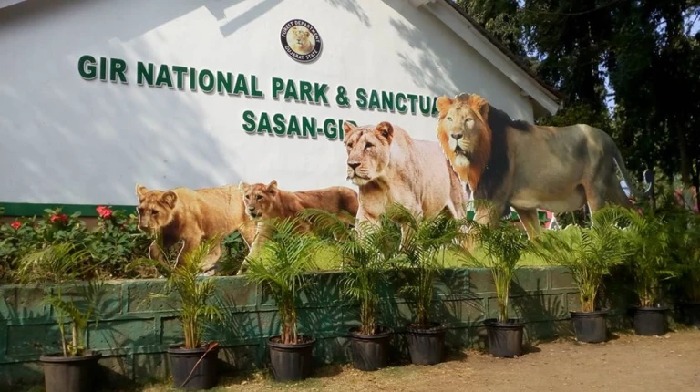 Gir National Park 7