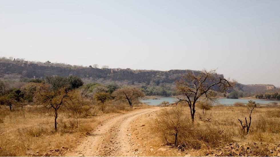 Ranthambore National Park 2