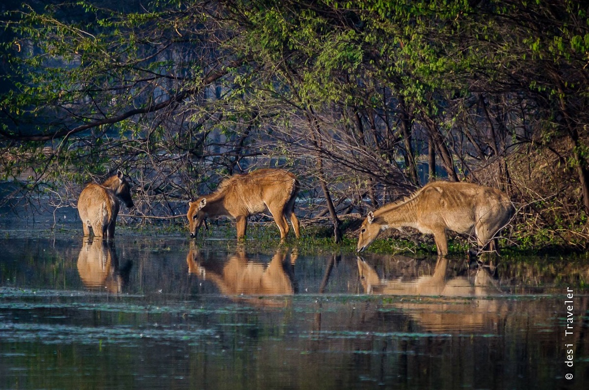 Sultanpur National Park 2