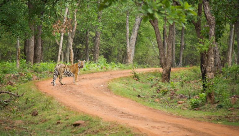 Tadoba National Park 5