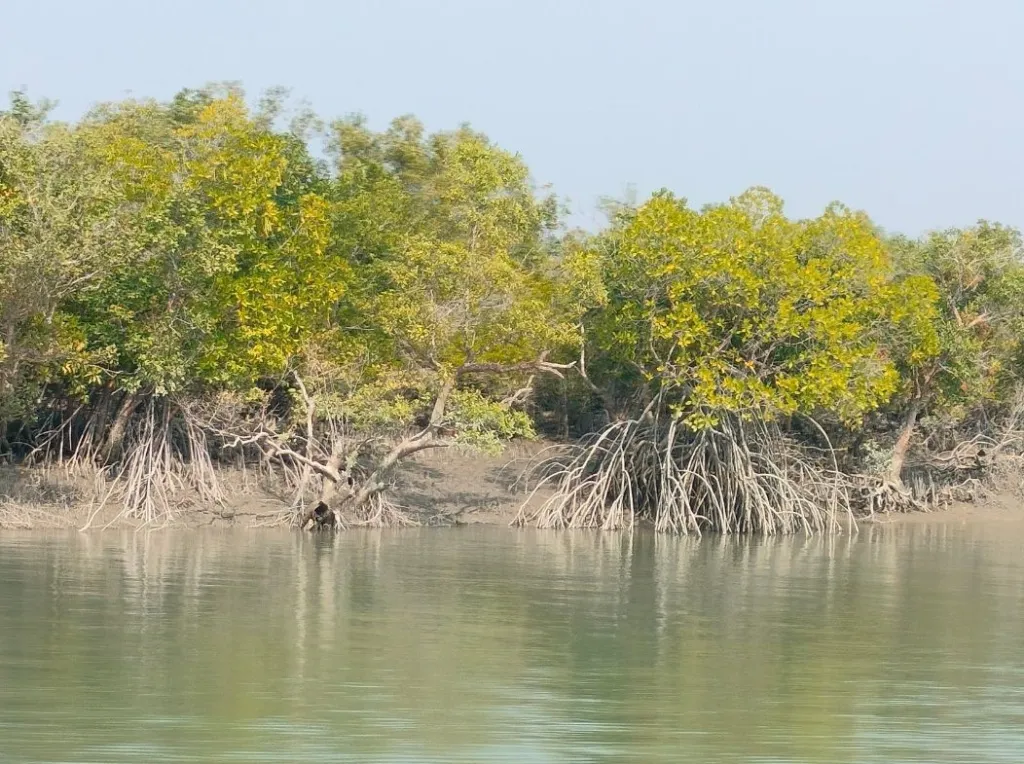 Sundarbans National Park 3