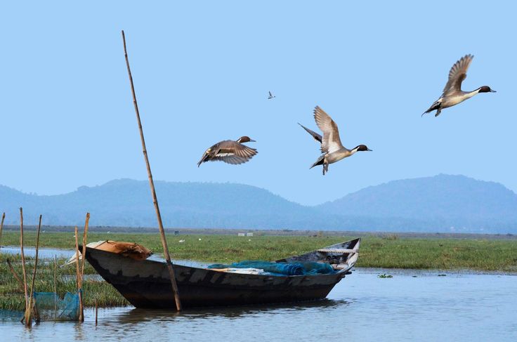 Chilika Lake 4